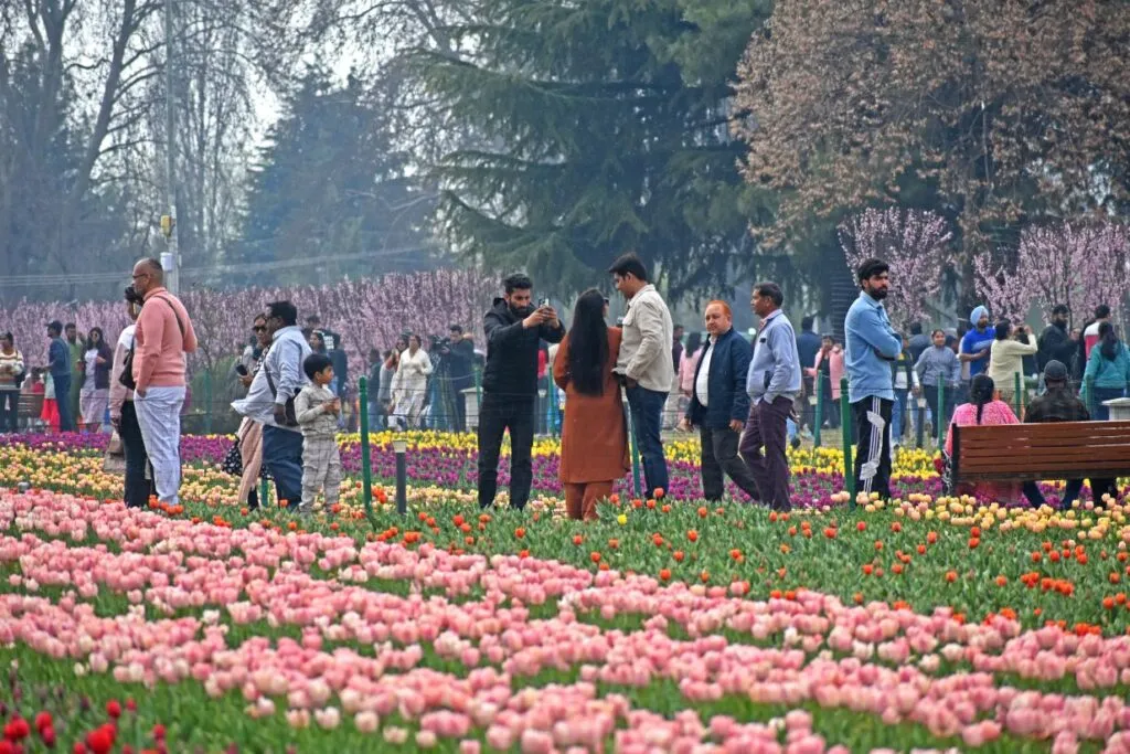 Kashmir tulip tour Package.